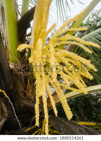 The front view of a coconut tree flower having both male and female flowers from the spathe.Can see the flowers developed in the coconut tree.Behind that can see the tender coconuts also.