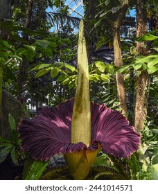 A front view of a Corpse Flower in full bloom in a greenhouse
