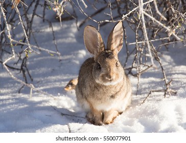Front view of cottontail rabbit under a winter bare bush with snow on the ground.  