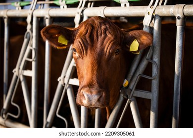 Front View Of Cow Domestic Animal Pointing Out Head Through The Fence At Cattle Farm Waiting For Food.