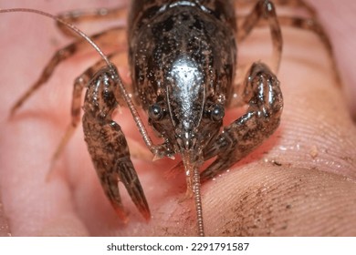 Front view of a Crayfish or Crawdad found in a creek. Raleigh, North Carolina.