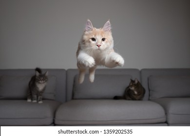 front view of a cream colored maine coon cat jumping over the couch in front of two other cats