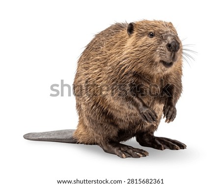 Front view of a curious beaver standing on a seamless white background with a subtle soft shadow