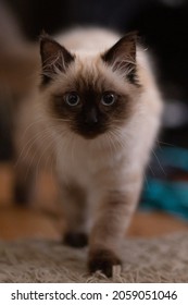 A Front View Of A Curious Birman Cat Walking Indoors