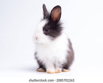 5,502 Rabbit front view Images, Stock Photos & Vectors | Shutterstock