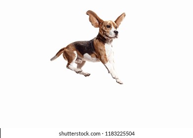 Front view of cute beagle dog jumping isolated on a white studio background