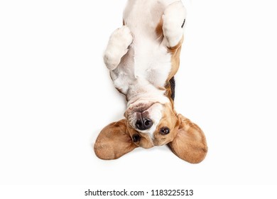 Front view of cute beagle dog sitting, isolated on a white studio background - Shutterstock ID 1183225513
