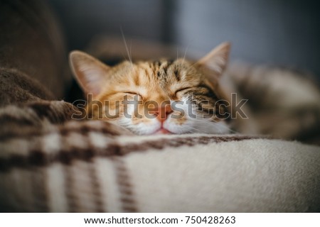 Front view of cute beautiful cat sleeping in her dreams on a classic British patterned quilt