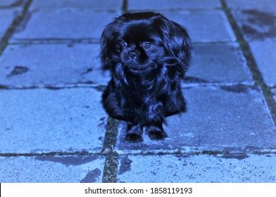 Front View Of Cutest Black Pekingese Dog With Big Eyes Sitting On Concrete And Looking At The Right. Adorable Fluffy Lap Dog With Funny Muzzle.