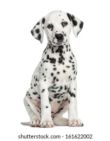 Front view of a Dalmatian puppy sitting, facing, isolated on white
