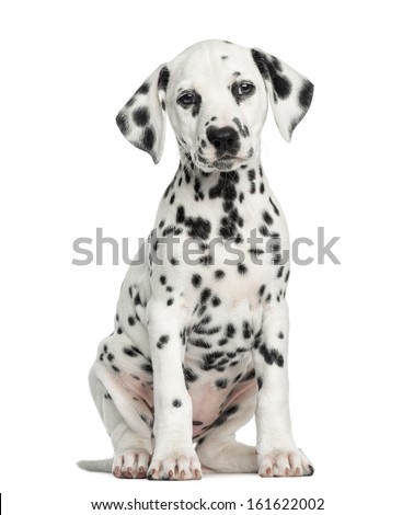 Front view of a Dalmatian puppy sitting, facing, isolated on white