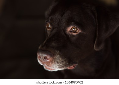 Front View At Dark Brown Labrador Sitting In A Dark Room