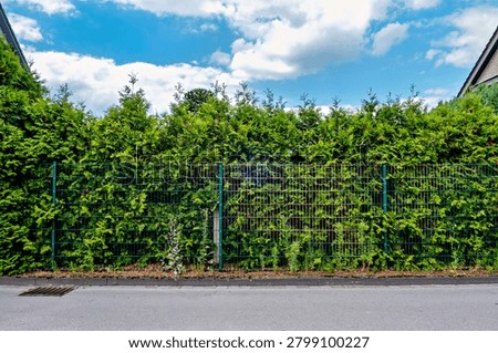 Front view of a dark green double wire grid fence serving as a property boundary with a dense arborvitae hedge behind it.