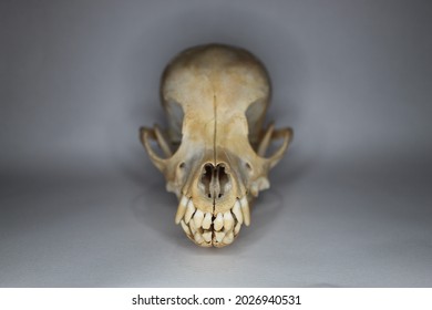 Front View Of Dog Skull On White Background; Miniature Pinscher.