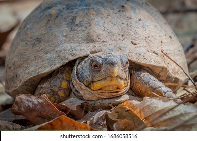 Front view of an Eastern Box Turtle in the forest at Crowder Park in Apex, North Carolina.