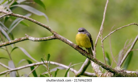 front view of an eastern yellow robin perched on a tree branch at a forest on the central coast of nsw, australia