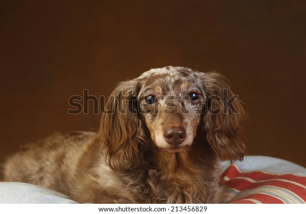Front View Elder Longhair Double Dapple Stock Photo Edit Now