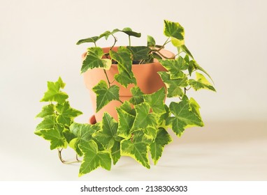 Front View Of  English Ivy In Clay Plant Pot On White Background.