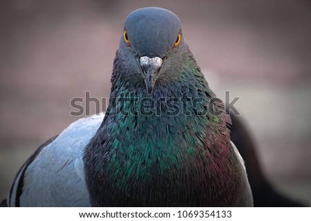 Front view of the face of Rock Pigeon face to face.Rock Pigeons crowd streets and public squares, living on discarded food and offerings of birdseed.