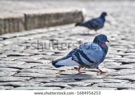 Front view of the face of Rock Pigeon face to face.Rock Pigeons crowd streets and public squares, living on discarded food and offerings of birdseed