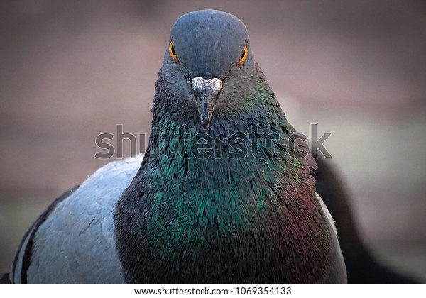 front-view-face-rock-pigeon-600w-1069354133.jpg