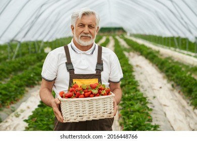 Front view of farmer in brown uniform wearing white T-shirt holding wicker basket with fresh strawberries. Concept of process harvesting red strawberries.