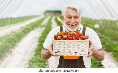 Front view of the farmer enjoy the harvest just harvested from the ground in cute wicker basket. Concept of in enjoying fresh juicy strawberries in spacious greenhouse.