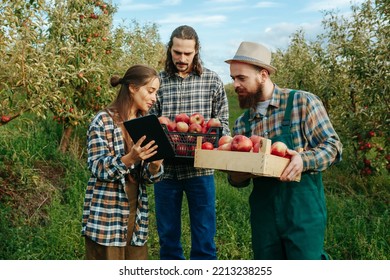 Front View Farming Horticulture Farming Harvest People Concept 3 Young Farmers With Digital Tablet Work Farming. Men Hold Crates Of Apples In Their Hands. Woman With An Electronic Tablet In Her Hands