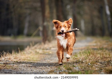 Front view of fast running happy dog. Selective focus on Nova Scotia Duck Tolling Retriever on footpath against forest.