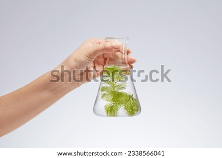 Front view of female hand is holding a erlenmeyer flask filled green seaweed and transparent liquid on a white background. Minimal concept for advertising