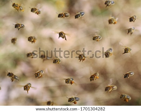 Similar – Image, Stock Photo sum Wild animal Bee Flock