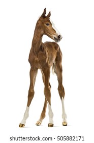 Front View Of A Foal Isolated On White