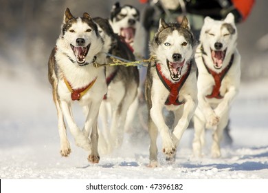 front view at four  alaskan malamute at race in winter