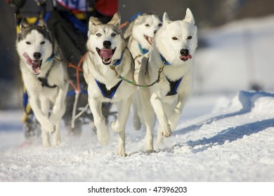 front view at four  alaskan malamute at race in winter