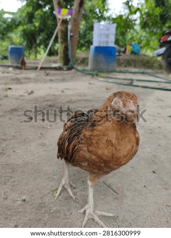 Front view full length of a sick brown chicken with swollen closed eyes standing on the ground in a farmyard.