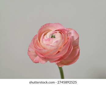 Front view of a fully bloomed pink ranunculus flower isolated on a soft neutral background. Detailed layered petals creating a romantic and elegant minimalist floral composition.