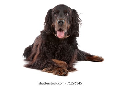 Front view of Gordon Setter dog lying down, on a white background
