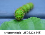 Front view of green catepillar of Emperor moth crawling to a green leaf. Steel grey background. Macro photo, landscape format