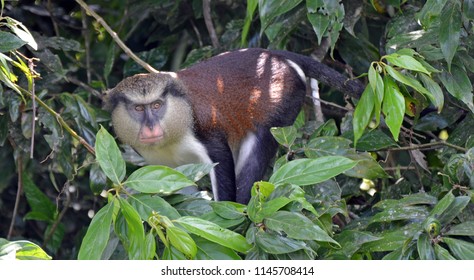 Front view of a Grenada mona monkey (Cercopithecus mona) with light brown eyes, a black face mask, pink snout, creamy beard and belly, and silky brown Agouti fur back standing in a lush tropical tree.