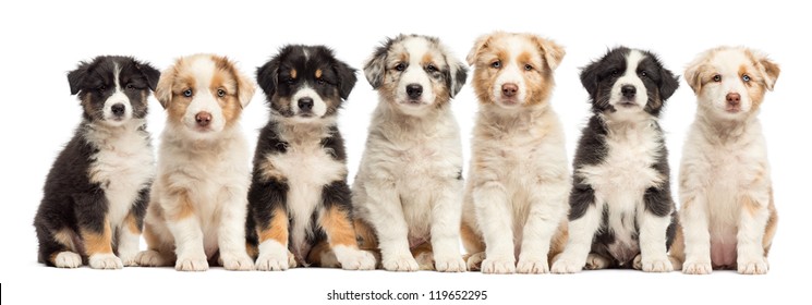 Seven Dogs Images, Stock Photos 