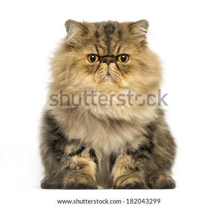 Front view of a grumpy Persian cat facing, looking at the camera, isolated on white