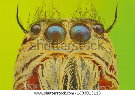 front view from hairy face of a jumping spider Hyllus diardi Stock photo © 