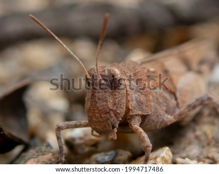 Front view of the head of a grasshopper, macro shot of a grasshoppers head, detailed photo of a brown grasshopper on the forest floor