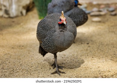 Front View Of A Helmeted Guineafowl.