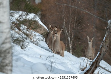 Front view of herd of wild red deer does (Cervus elaphus) walking in deep snow against winter forest. Horizontal. Alps. - Powered by Shutterstock