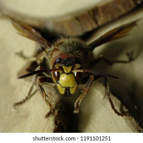 Front View Hornet Macro Zoom