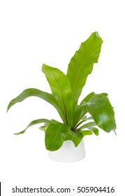  Front view of house Plant - A potted plant Bird's Nest fern isolated on white background with clipping path