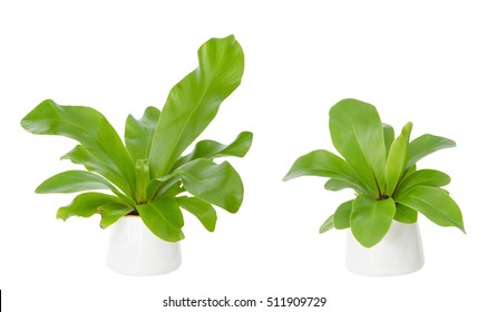  Front view of house plant - A potted plant Bird's Nest fern isolated on white background with clipping path