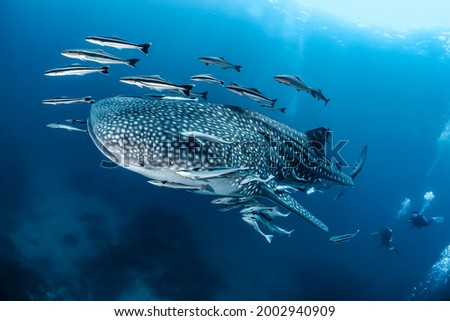 Front view of a huge whale shark with cobias and remoras attached, and scuba divers in the background 