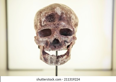 Front View Of Human Ancestor Skull In Showcase, Evolution Concept